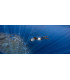 SUBLUE Navbow+ — Pantalla OLED Monitoreo en Tiempo Real