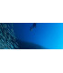 SUBLUE Navbow — Scooter Profesional con Pantalla
